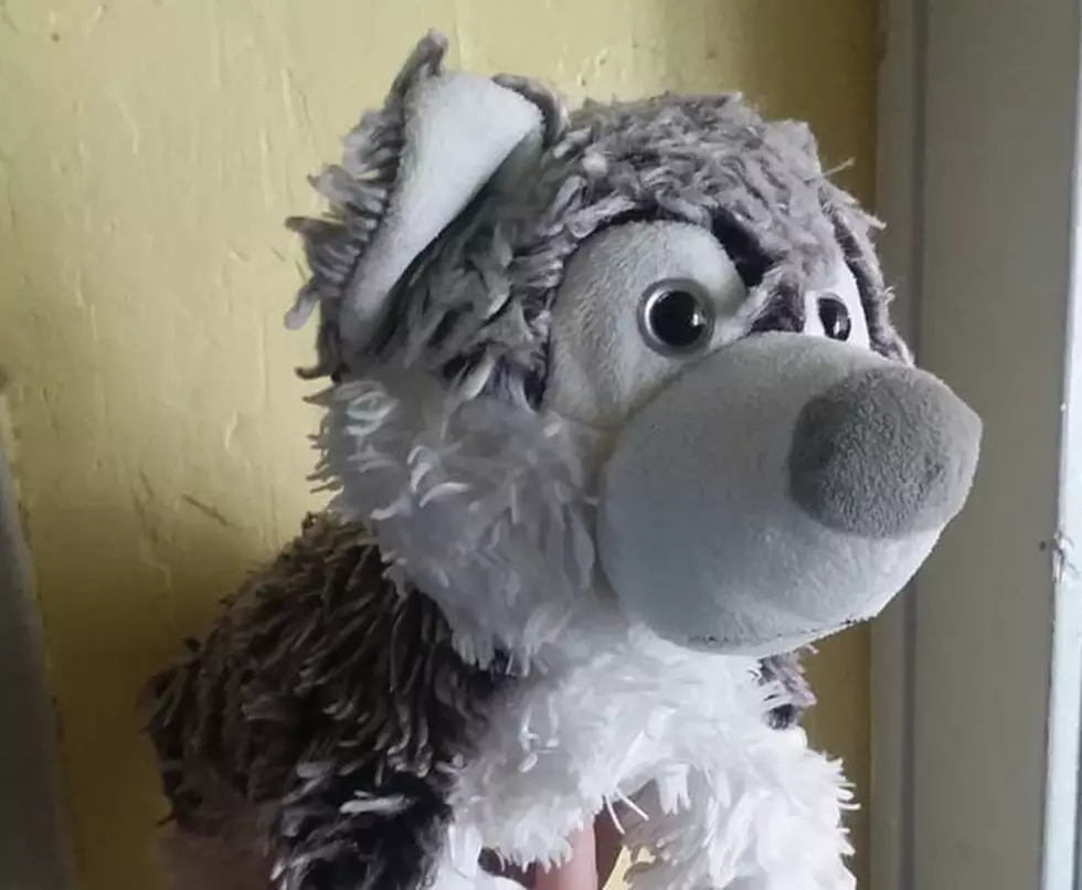 Help Reunite Mr. Wolf With His Owner