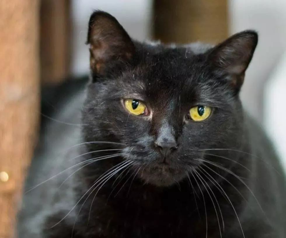 Adopt a Black Cat for Friday the 13th
