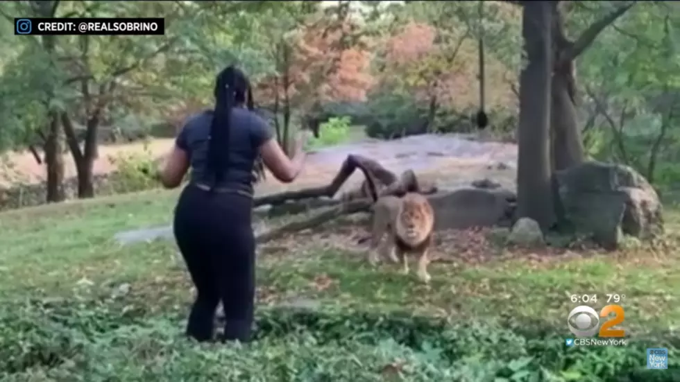 Woman Climbs Into Lion Enclosure at Bronx Zoo, Taunts Lion