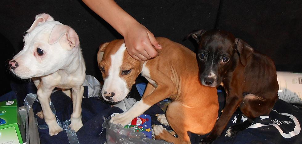 Puppies Dumped in Schuyler Recovering at Stevens Swan Humane Society