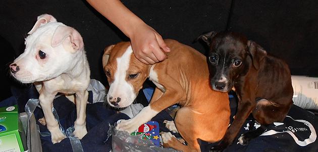 Puppies Dumped in Schuyler Recovering at Stevens Swan Humane Society