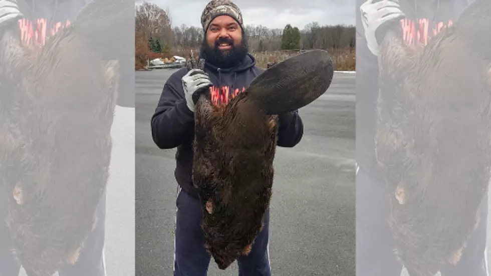 Rome Man Traps 63 Pound Beaver