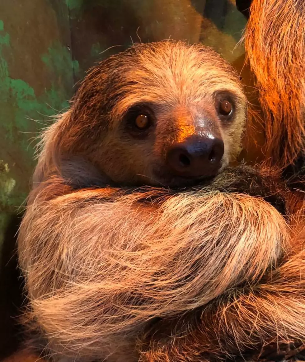 You Can Cuddle and Feed a Sloth at The Wild Animal Park in Chittenango