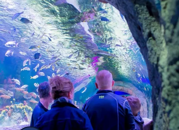 Syracuse Could Soon Be The Home Of An $85 Million Aquarium