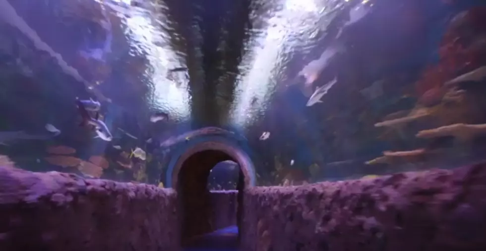 Walk Under the Sea, Hand Feed Stingrays, Sleep With Sharks at VIA Aquarium