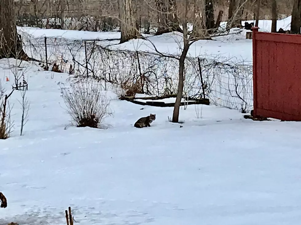 Bobcat Wanders Through Back Yard in Oneida