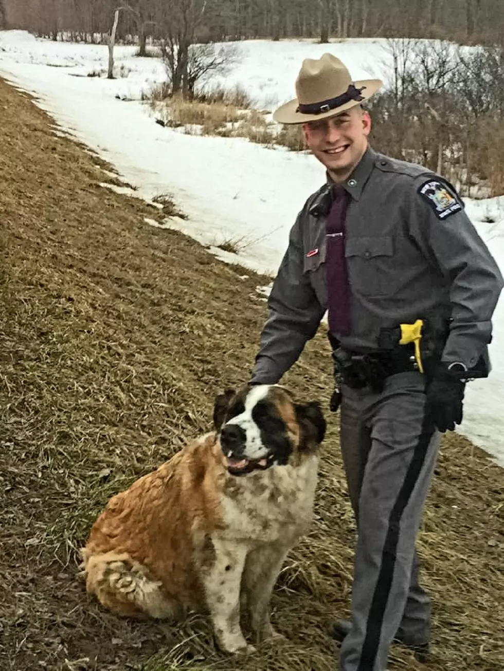 Trooper Helps Return Dog Home Safely After It Winds Up on I-81