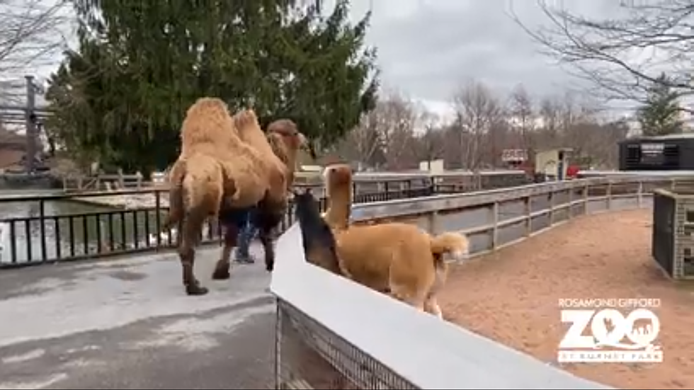 Central New York Camels Explore Syracuse Zoo During Quarantine