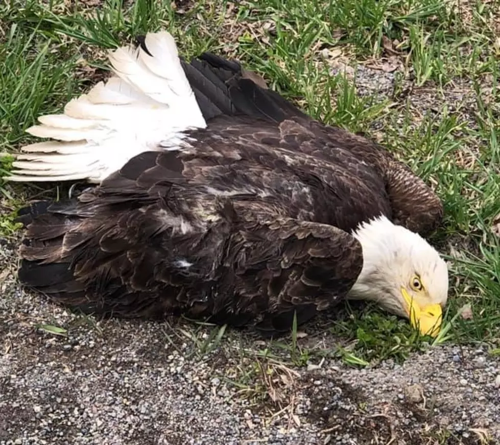 NY Troopers, Veterinarians Try to Save Injured Bald Eagle