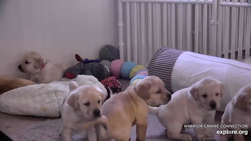 Watch Livestreams with Adorable Puppies and More Anytime