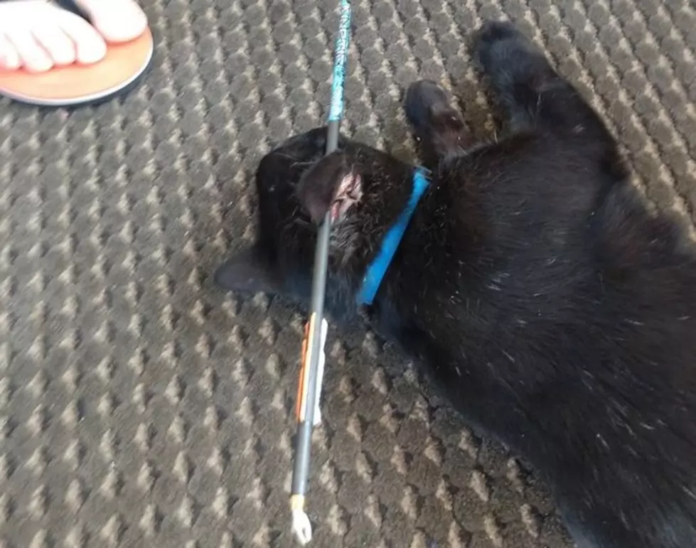 Rome Family Searching For Person Who Shot Cat With an Arrow