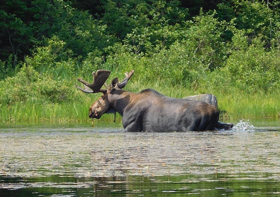 It’s So Hot Even the Moose are Hitting the Beach