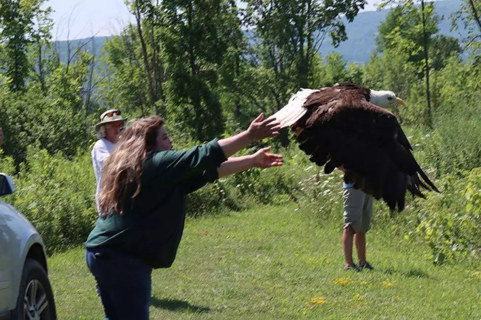 Check Out These Cool Pictures From a Recent Bald Eagle Release