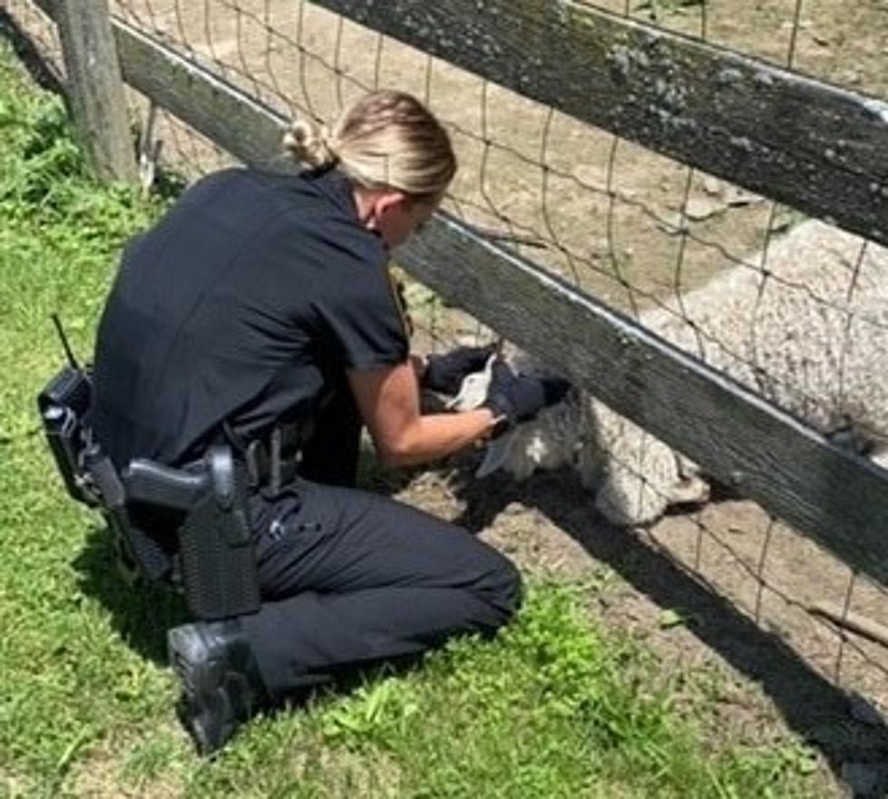 Goat Stuck in Fence Gets Some Help From Cortland County Officer