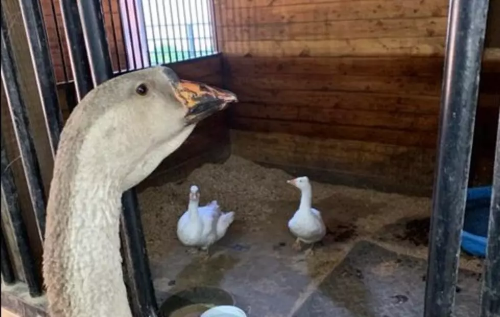 UPDATE: Old Forge Farm Finds Two Female Geese for Bachelor Goose