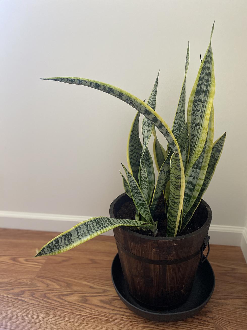 Just Call Me a Crazy Plant Lady: Meet Kari’s House Plants
