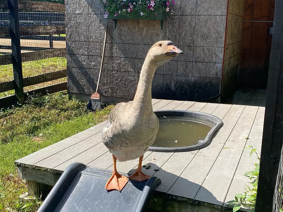 Do You Have Female Geese? Cappuccino Needs Some Company