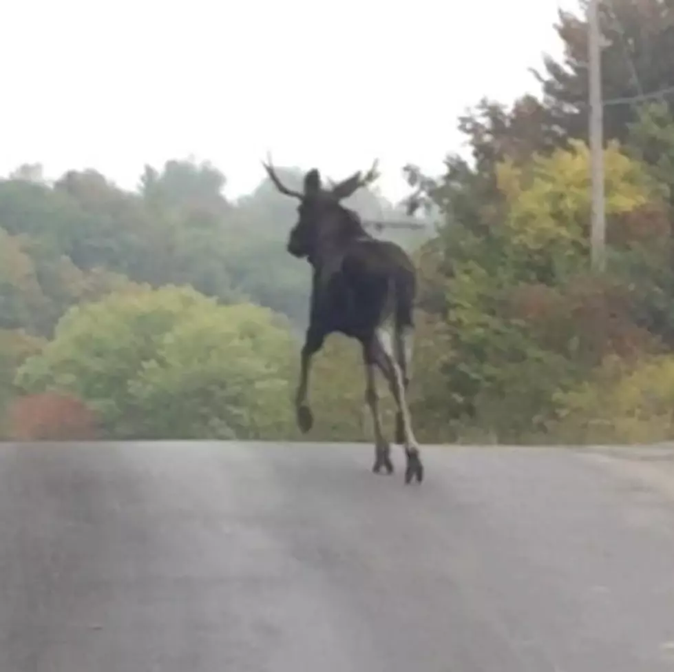 Moose Caught on Video Running Down Newport Road