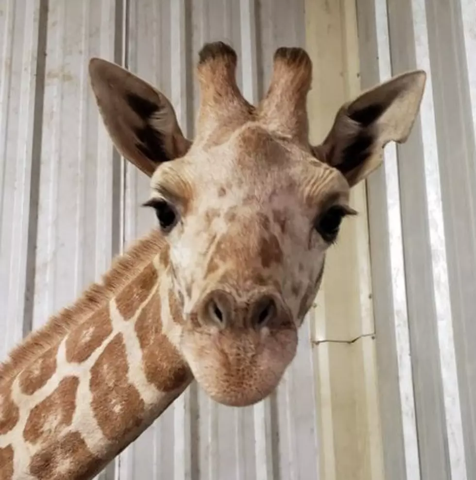 April the Giraffe&#8217;s Last Calf Azizi Passes Away Unexpectedly