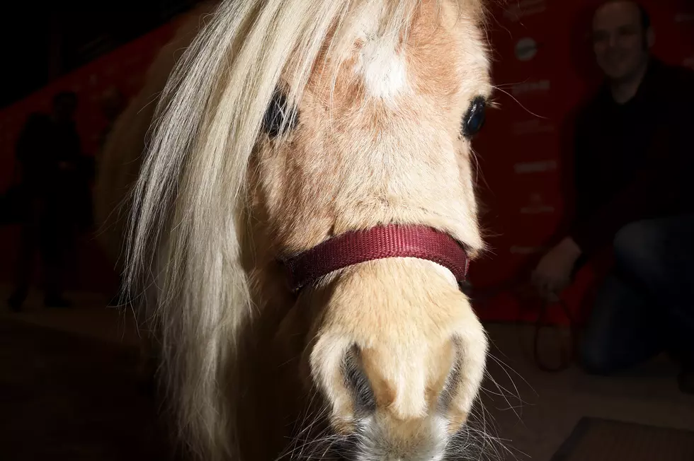 Catch a Movie Night With Mini Horses and a Donkey in Taberg