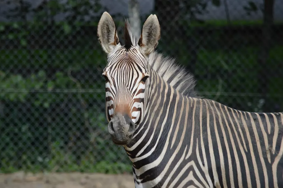 Utica Zoo Mourning The Death Of Zebra Named Kasane