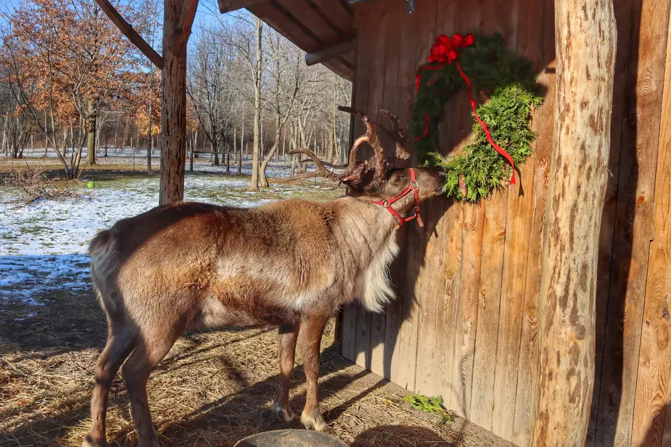 Run With Santa’s Reindeer on NY Farm Or Have Them Come to Your Home