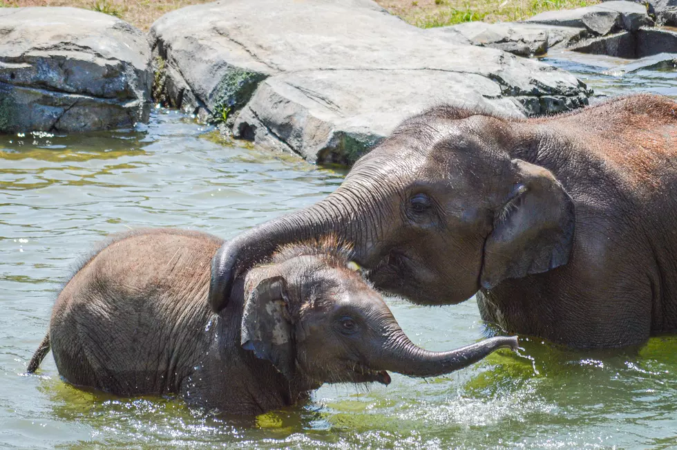 Second Baby Elephant Dies From Herpes Virus at Syracuse Zoo