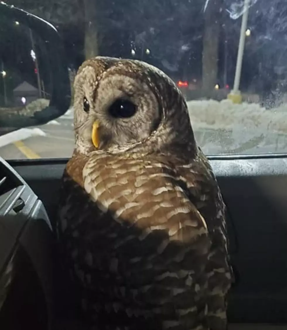 Rome Woman Rescues Injured Owl From Middle of the Road