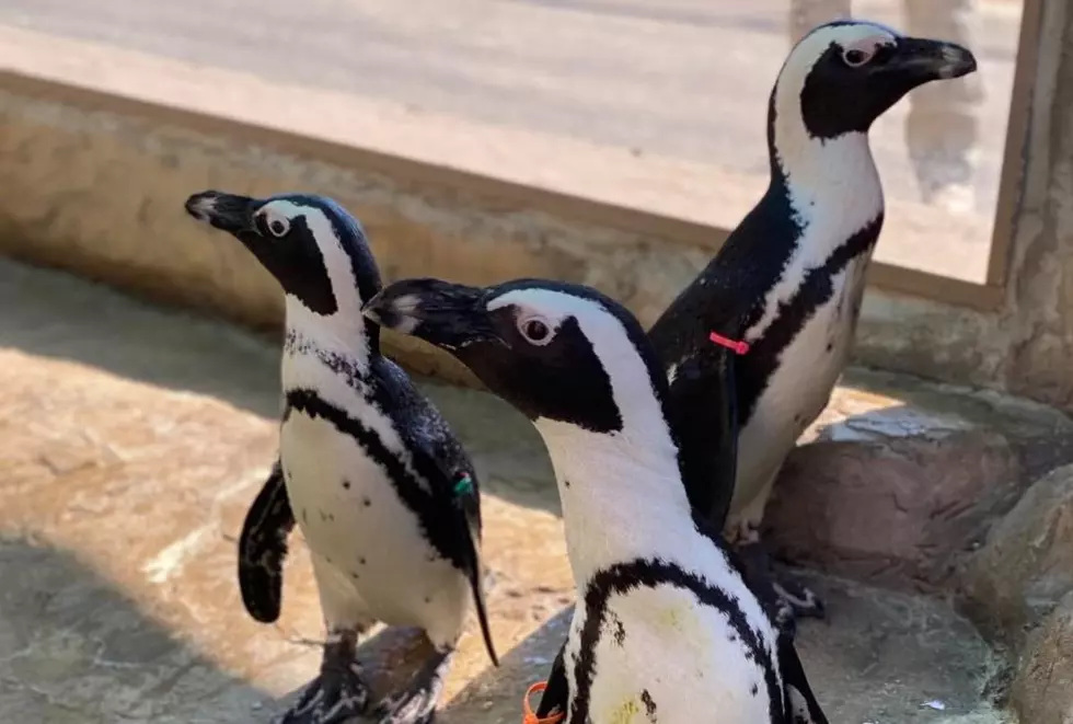 Flip Over Penguin Encounters at the Wild Animal Park