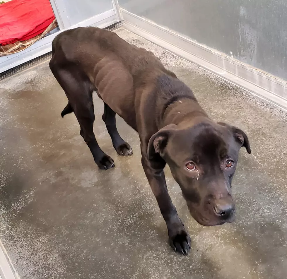 Seriously Emaciated Dog Found in Nick of Time