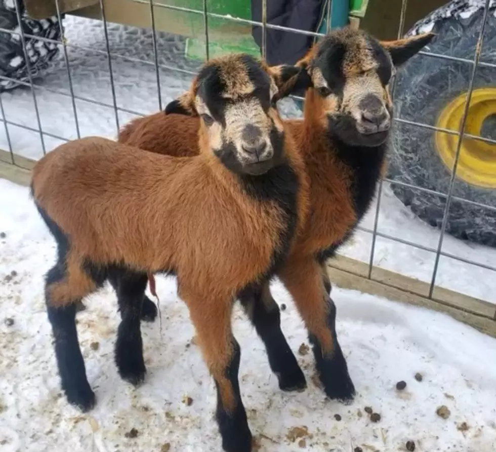 Animal Adventure Park Welcomes Twin Sheep to Start Lambing Season