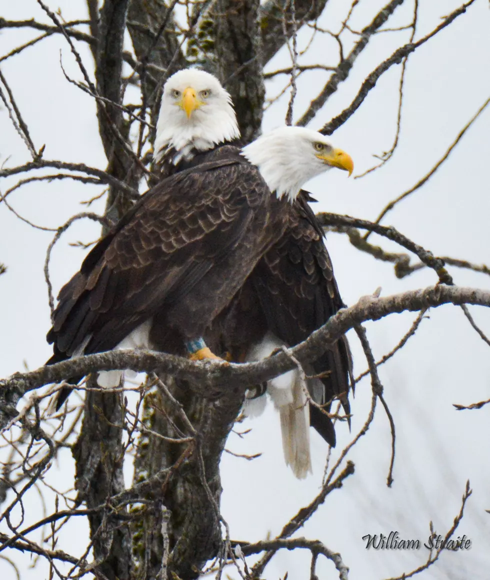 Prospect Photographer Shares Pictures of Majestic Eagle Mates