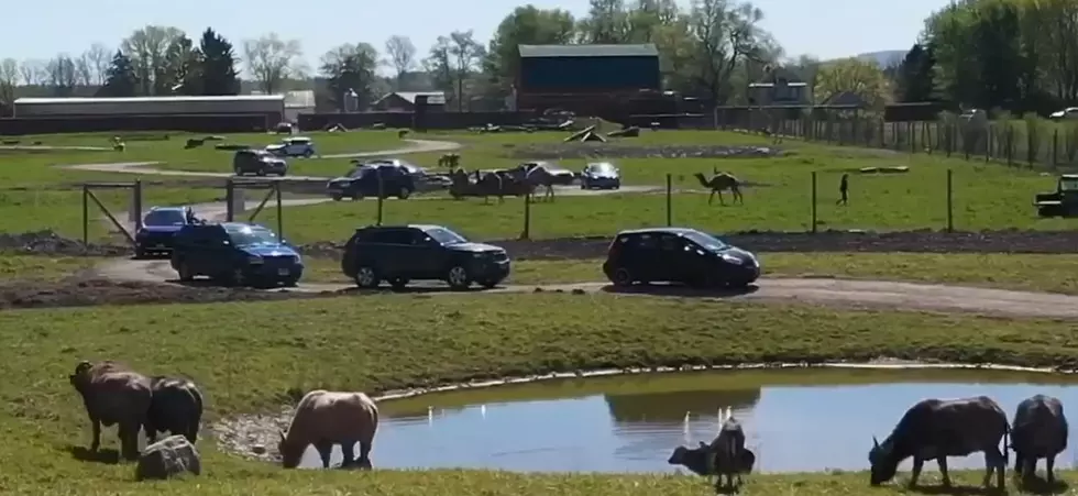 Mother Nature Delays Opening of Wild Drive Thru Safari in CNY
