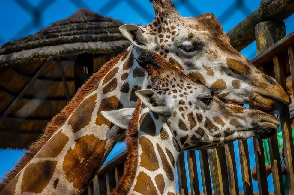 Wild Animal Park Will Soon Be Home to First Giraffe Calf in CNY