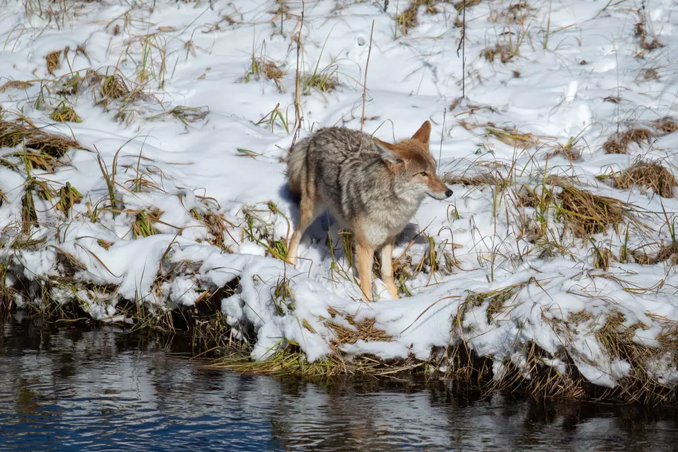 DEC Warns Utica Rome Residents to be Coyote Conscious