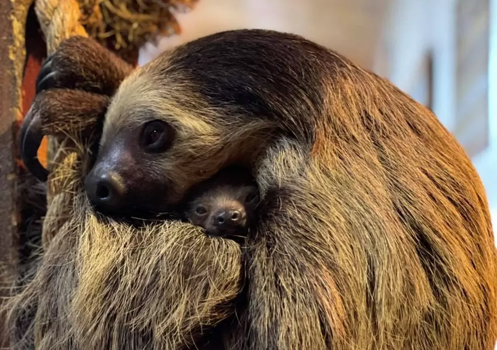 See Adorable Baby Sloth Born at Wild Animal Park in Chittenango