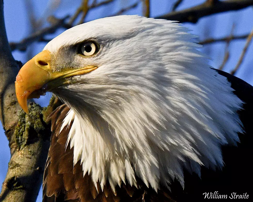 Oneida County Eagles Fight Off Another Nest Attack See the Amazing Pics