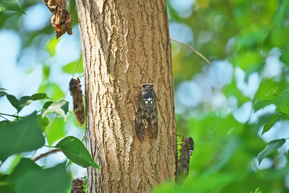 Billions of Cicadas Are Coming, Creating Quite a Buzz in CNY