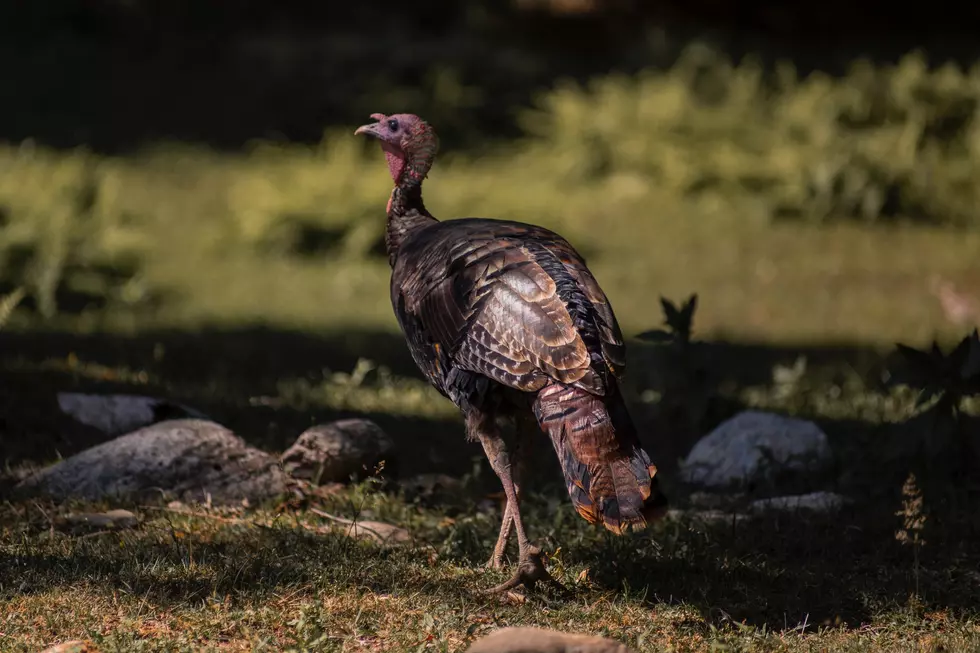 Will 2020's Increase in Turkey Hunting Adversely Effect This Year