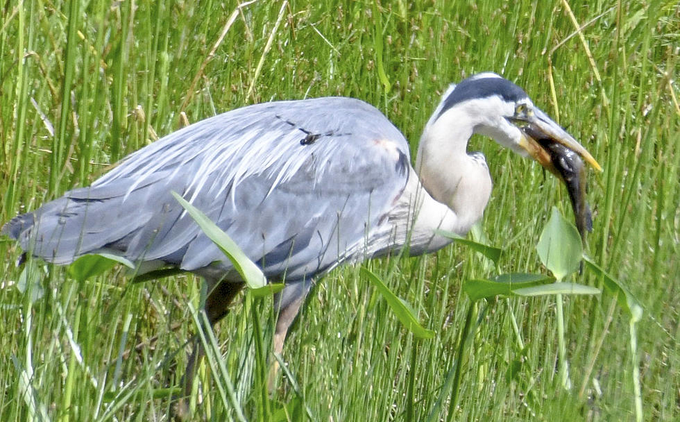See the Pics Verona Blue Heron Nearly Dies in Fight With a Fish