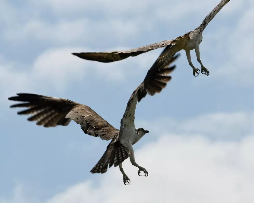 Incredible Photos Show Osprey Mates Nest Coming Under Attack