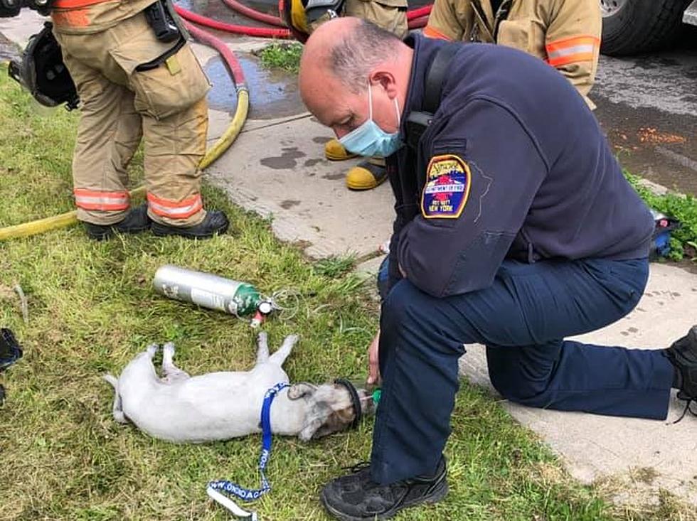 Hero Firefighter Breathes Life Into Unconscious Puppy Rescued From Syracuse House Fire