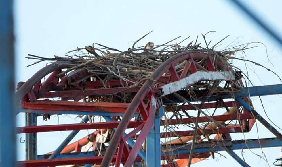 Sylvan Beach Osprey Delays Opening Of Rollercoaster