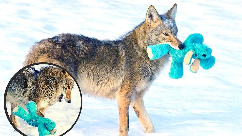 Stunning Photos Capture Coyote Playing With Toy Just Like a Dog