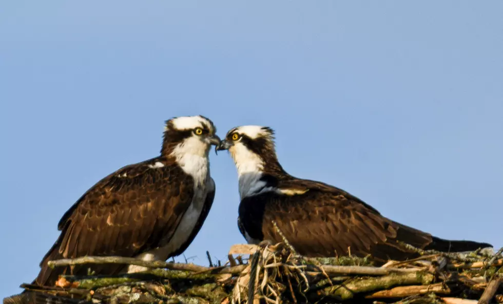 Osprey Couple in Rome Continue Mating Ritual Two More Weeks