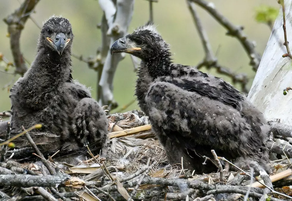 See Photos as Momma Eagle Teaches Twin Eaglets to Feed Themselves