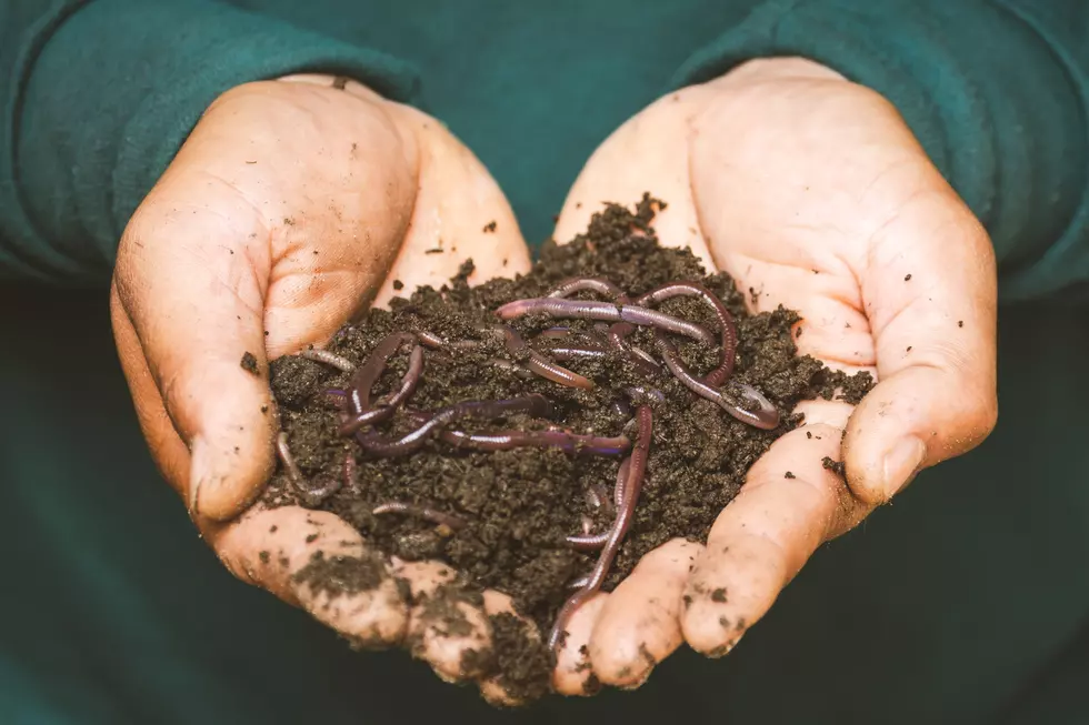Have You Seen These Super Invasive Jumping Worms In CNY