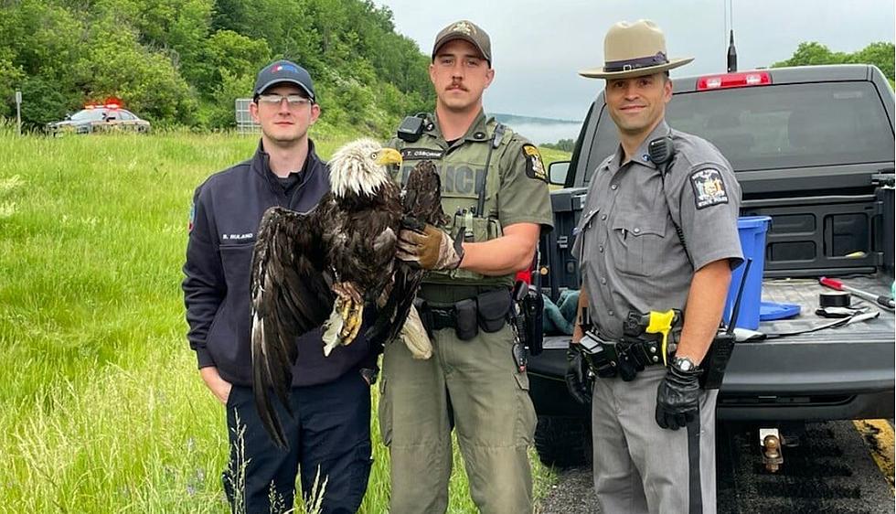 Bald Eagle Rescued After Being Hit By Car on I-88 in Sidney NY