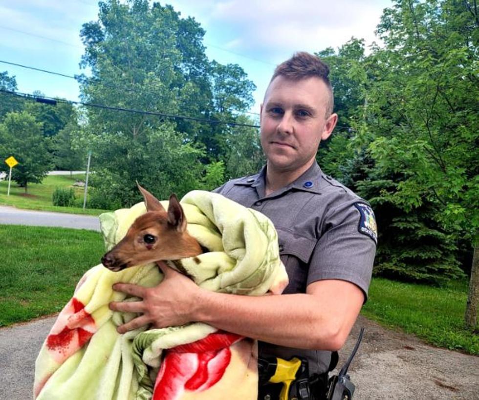 Fawn Rescued After Falling Into a Wet Cement Foundation