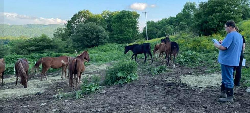 HELP: Fosters Desperately Needed For 32 Wild Horses Rescued In Otsego County